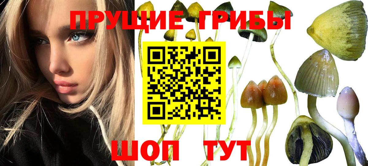Псилоцибиновые грибы мухоморы Гатчина